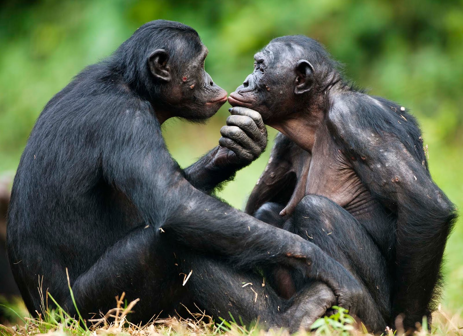 bonobos-pacifistas